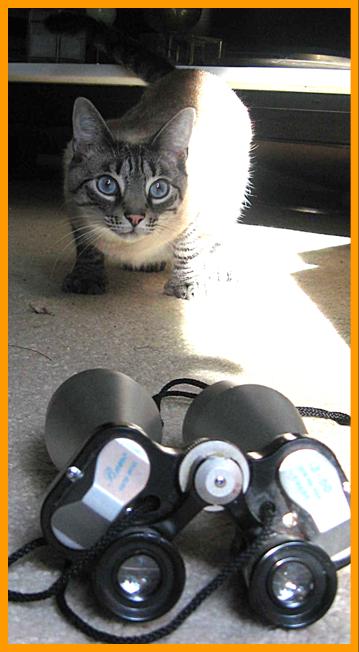 Cute Cat with Bueno Binoculars.
Gato con binoculares.
Chat avec jumelles.
Katze mit fernglas.
Cat with binoculars.
Chat avec jumelles. Katze mit fernglas.
Gato con binoculares.
Katt med kikare.
Gatto con il binocolo.
Kat met verrekijker.
Katt med kikkert.
Kot z lornetka.
Kocka s dalekohled.
Mand med kikkert.
Macska tavcsovel.
Kissa kiikariella.
Gato com binoculos.
Kakis ar binokli.
Kate su ziuronu.L
