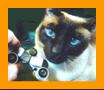 Siamese Cat with Miniature Binoculars.
Bonito Gato con binoculares en miniatura.
Joli Chat avec jumelles miniature.
Hubsche Katz mit miniatur fernglas.
Vacker katt med miniatur kikare.
Grazioso gatto con binocolo in miniatura.