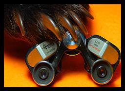Bear with Miniature  Binoculars.
7x18 binoculars.
7x18 jumelles.
7x18 fernglas.
7x18 binoculares.
7x18 prismaticos.
7x18 binocolo.
7x19 kikare.
7x18 kiikarit.
7x18 verrekijker
7x18 dylbi.
7x18 ong nhom.
7x18 dvogled.
7x18 lornetka.
7x18 cinoclu.
