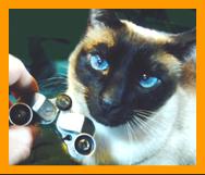 Siamese Cat with Miniature Binoculars.
Bonito Gato con binoculares en miniatura.
Joli Chat avec jumelles miniature.
Hubsche Katz mit miniatur fernglas.
Vacker katt med miniatur kikare.
Grazioso gatto con binocolo in miniatura.