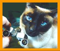 Siamese Cat with Miniature Binoculars.
Cat with binoculars.
Bonito Gato con binoculares en miniatura.
Joli Chat avec jumelles miniature.
Hubsche Katz mit miniatur fernglas.
Vacker katt med miniatur kikare.
Grazioso gatto con binocolo in miniatura.
Grazoso gatto con prismaticos in minaiturea.
Kat met verrekijker.
Katt med kikkert.
Kot z lornetka.
Kicka s dalekohled.
Mand ned kikkert.
Macska tavcsovel.
Kissa kiikariella.
Gato com binoculos.
Kakis ar binokli.
Kate su ziuronu.

