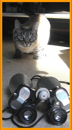 cute cat and small binoculars.
Cat with binoculars. 
Hubsche katze mit fernglas.
Joli chat avec jumelles.
Bonito gato con binoculares.
Bonito gato con prismaticos.
Vacker katt med kikare.
Grazioso gatto con binocolo.
Kat met verrekijker.
Katt med kikkert.
Katt med kikkert.
Kot z lornetka.
Kocka s dalekohled.
Mand med kikkert.
Macska tavcsovel.
Kissa kiikariella.
Gato com binoculos.
Kakis ar binokli.
Kate su ziuronu.