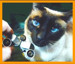 Siamese Cat with Miniature Binoculars.
Cat with binoculars.
Bonito Gato con binoculares en miniatura.
Joli Chat avec jumelles miniature.
Hubsche Katz mit miniatur fernglas.
Vacker katt med miniatur kikare.
Grazioso gatto con binocolo in miniatura.
Grazoso gatto con prismaticos in minaiturea.
Kat met verrekijker.
Katt med kikkert.
Kot z lornetka.
Kicka s dalekohled.
Mand ned kikkert.
Macska tavcsovel.
Kissa kiikariella.
Gato com binoculos.
Kakis ar binokli.
Kate su ziuronu.
6x15 binoculars.
7x18 binoculars.

