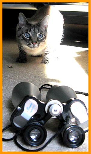 Cute Cat with Binoculars.
Cat with his binoculars.
Chat avec jumelles.
Katze mit fernglas.
Gato con binoculares.
Gato con prismaticos.
Katt met kikare.
Gatto con il binocolo.
Kat met verrekijker.
Katt med kikkert.
Kot z lornetka.
Kocka s dalekohled.
Mand med kikkert.
Macska tavcsovel.
Kissa kiikariella.
Gato com binoculos.
Kakis ar binokli.
Kate su ziuronu.
