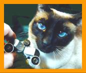 Siamese Cat with Miniature Binoculars.
Cat with binoculars.
Bonito Gato con binoculares en miniatura.
Joli Chat avec jumelles miniature.
Hubsche Katz mit miniatur fernglas.
Vacker katt med miniatur kikare.
Grazioso gatto con binocolo in miniatura.
Grazoso gatto con prismaticos in minaiturea.
Kat met verrekijker.
Katt med kikkert.
Kot z lornetka.
Kicka s dalekohled.
Mand ned kikkert.
Macska tavcsovel.
Kissa kiikariella.
Gato com binoculos.
Kakis ar binokli.
Kate su ziuronu.
6x15 binoculars.
7x18 binoculars.
