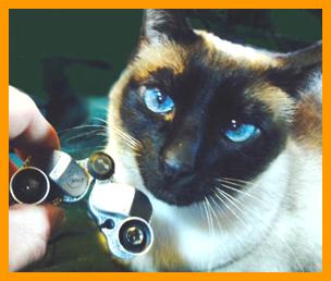 Siamese Cat with Miniature Binoculars.
Cat with binoculars.
Bonito Gato con binoculares en miniatura.
Joli Chat avec jumelles miniature.
Hubsche Katz mit miniatur fernglas.
Vacker katt med miniatur kikare.
Grazioso gatto con binocolo in miniatura.
Grazoso gatto con prismaticos in minaiturea.
Kat met verrekijker.
Katt med kikkert.
Kot z lornetka.
Kicka s dalekohled.
Mand ned kikkert.
Macska tavcsovel.
Kissa kiikariella.
Gato com binoculos.
Kakis ar binokli.
Kate su ziuronu.

