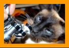 Siamese Cat Sniffing Miniature Binoculars.
Cat with binoculars.
Chat avec jumelles.
Katze mit fernglas.
Gato con binoculares.
Gato con prismaticos.
Katt met kikare.
Gatto con il binocolo.
Kat met verrekijker.
Katt med kikkert.
Kot z lornetka.
Kocka s dalekohled.
Mand med kikkert.
Macska tavcsovel.
Kissa kiikariella.
Gato com binoculos.
Kakis ar binokli.
Kate su ziuronu.